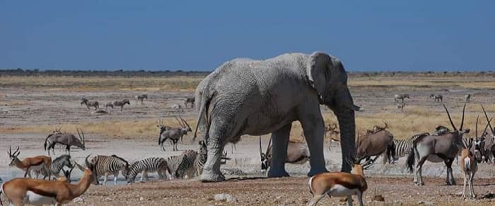 Wildlife of the Etosha National Park