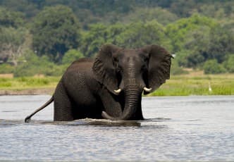 Sunset cruises on the Zambezi river.