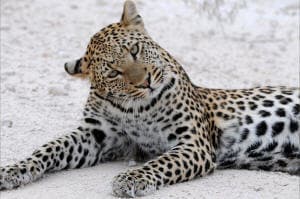 Various half and full day tours to the Naankuse Wildlife Sanctuary