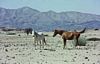 Wild horses of the Namib Desert in Namibia 