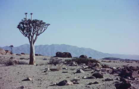 Aloe Dictoma, also known as the Quiver Tree. The only tree aloe in the world.