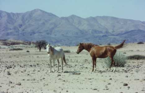 Wild horses of the Namib.