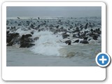 Seal colony at Pelican Point