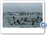 Seals playing around kayaks.