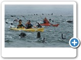 Humans and seals having fun