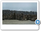 Hight of breeding season with around 2000 seals.