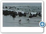 Cape Fir seal mothers and young pups