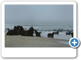 Seal pups on the beach