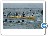 Never boring with so many seals playing around your kayak