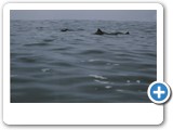 Bottlenose dolphins in the Bay