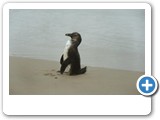 Jack-ass Penguin
