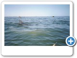 Dolphins following the kayaks.