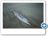 Dead swordfish found on the beach, about 2 m long.