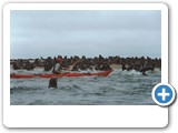 Kayaking pass the Cape Fir seal colony at Pelican Point, Walvis Bay, Namibia.