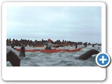 Seals playing with kayak6