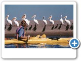 Pelicans and commorants7