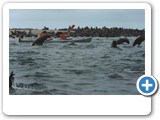 Cape Fir seals having fun8
