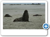 Cape Fir Seal