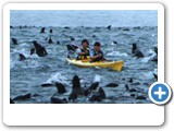 never boring with so many seals around.