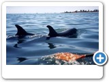 Pair of dolphins keeping up with kayak.
