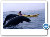 Seals love playing with the kayaks.
