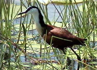 African jacana