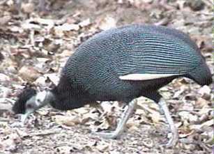 Crested guinea fow