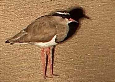 Crowned plover
