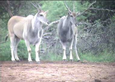 Eland cows being careful before going for a drink at the Etosha waterhole