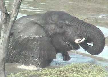 Elephant having fun in the river