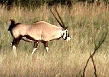 Gemsbok enjoying the new Damaraland grass after the rains