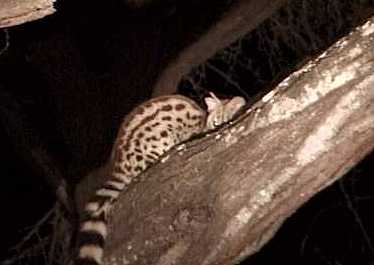 Small spotted genet