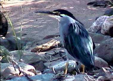 Green-backed heron