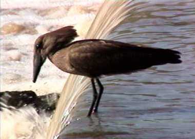 Hamerkop fishing 