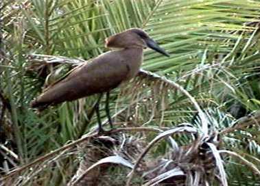 Hamerkop
