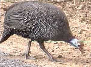 Helmeted guinea fowl