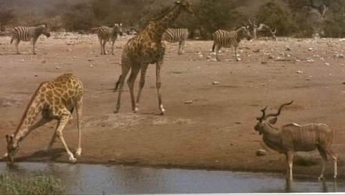 Etosha waterhole scene