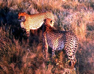 Cheetahs at Otjitotongwe