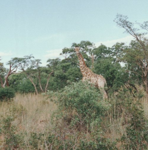 Giraffe in Etosha Park, Namibia