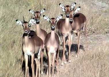 Impala herd consisting mostly of females