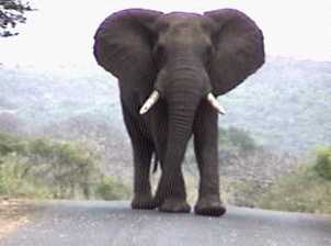 Intimidating elephant