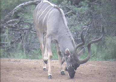Kudu in Namibia