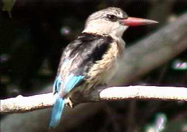 Magnificent brown hooded kingfisher