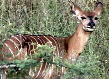 Nyala 