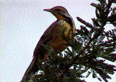Orange throated long claw