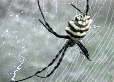 Orb weaver spider
