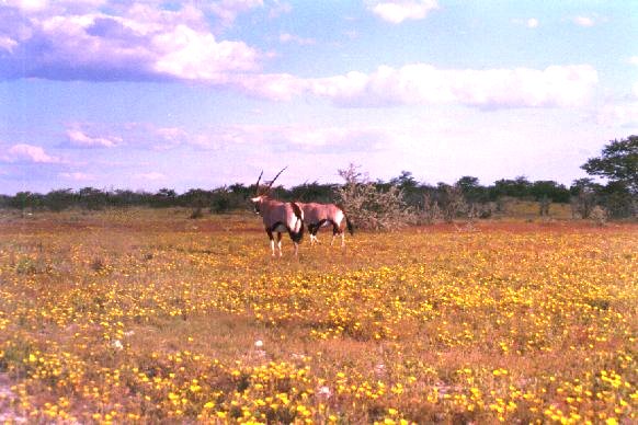 Oryx antelope in a field of Tridenta flowers in Etosha, Namibia