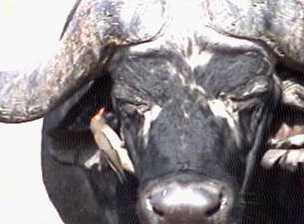 Oxpecker cleaning a buffalo