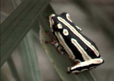 Painted reed frog