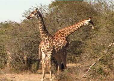 Giraffe in the Etosha National Park, Namibia